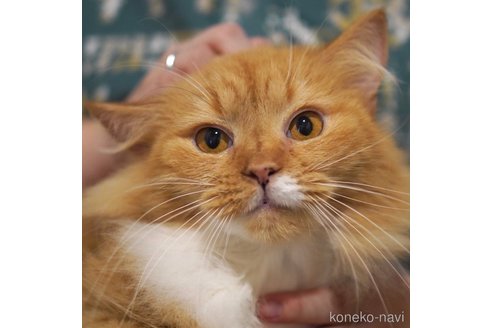 たまちゃん1枚目